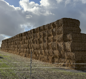 Oaten vetch giant Shaftle 