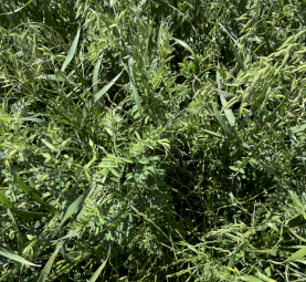 Oaten vetch giant Shaftle 