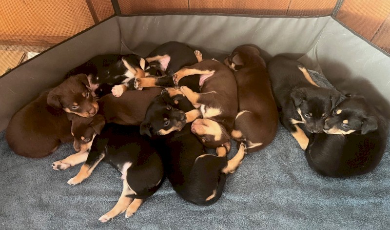 Kelpie Pups