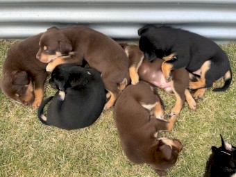 Kelpie Pups