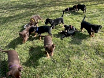 Kelpie Pups