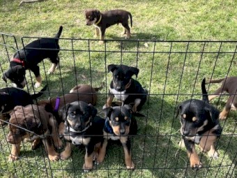 Kelpie Pups