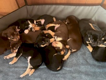 Kelpie Pups
