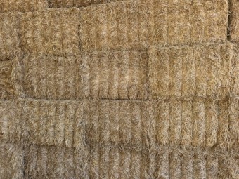 200mt Barley Straw 540kg 8x4x3 Bales