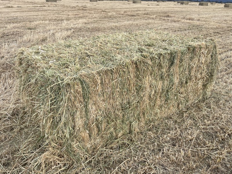 Barley Hay 8x4x3
