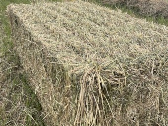 Barley Hay 8x4x3