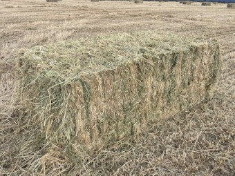 Barley Hay 8x4x3