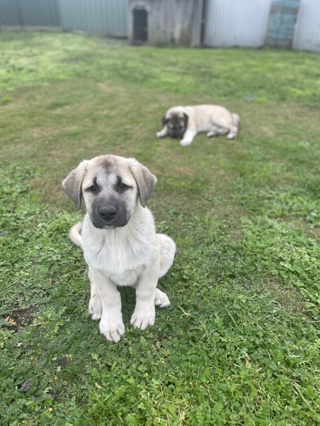 Guardian Dogs Anatolian Shepherds