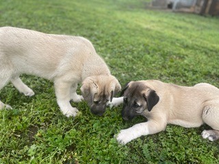 Guardian Dogs Anatolian Shepherds