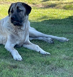 Guardian Dogs Anatolian Shepherds