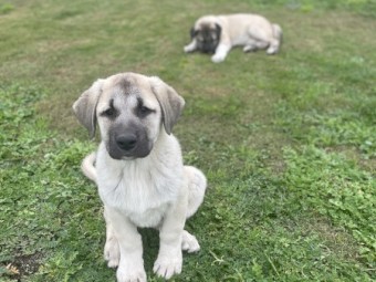 Guardian Dogs Anatolian Shepherds