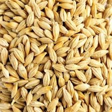 500T La Trobe Barley