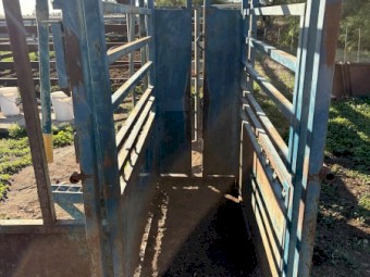 Cattle Crush With weigh Floor