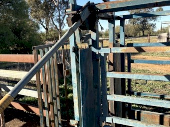 Cattle Crush With weigh Floor