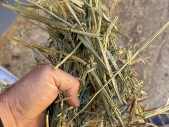Oaten hay