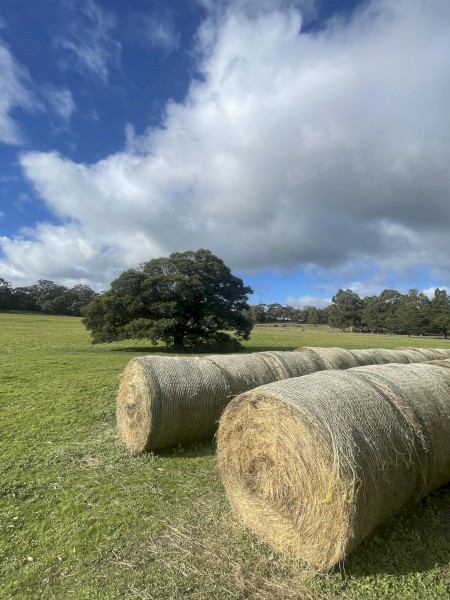 89 x Native Pasture Hay Round Bales