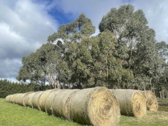 89 x Native Pasture Hay Round Bales