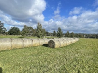 89 x Native Pasture Hay Round Bales