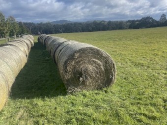 89 x Native Pasture Hay Round Bales