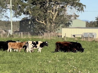 90 Friesian & Friesian Jersey Cross Heifers 