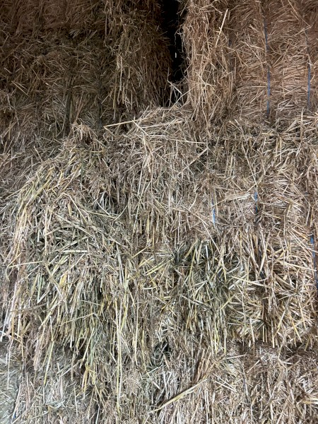 Barley Hay Big Square 