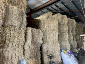 Barley Hay Big Square 