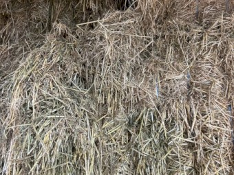 Barley Hay Big Square 