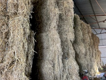 Barley Hay Big Square 