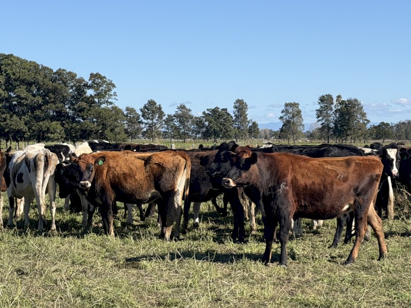 90 Friesian x Jersey Station mated Heifers (90 Days vendor terms to approved purchasers) 