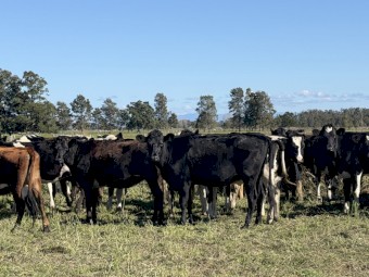 90 Friesian x Jersey Station mated Heifers (90 Days vendor terms to approved purchasers) 