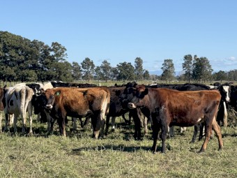90 Friesian x Jersey Station mated Heifers (90 Days vendor terms to approved purchasers) 