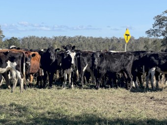 90 Friesian x Jersey Station mated Heifers (90 Days vendor terms to approved purchasers) 