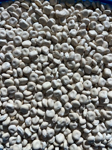 Lupins