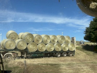 Pasture Hay Rolls