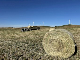 Pasture Hay Rolls