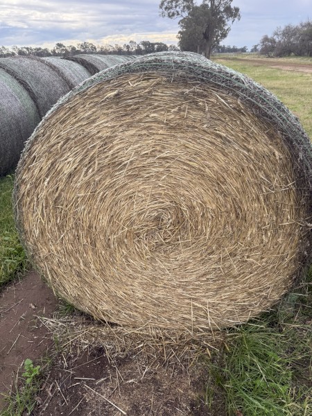 Wheaten Hay 5x4 Rolls