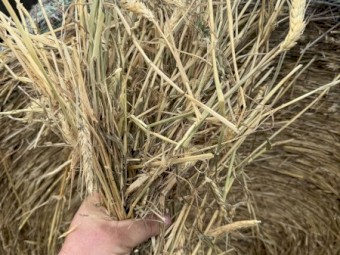 Wheaten Hay 5x4 Rolls