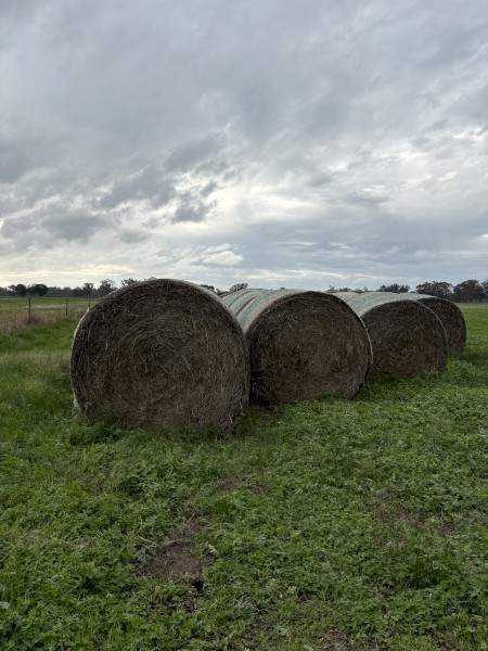 300 X Ryegrass Hay 5X4 Round Bales