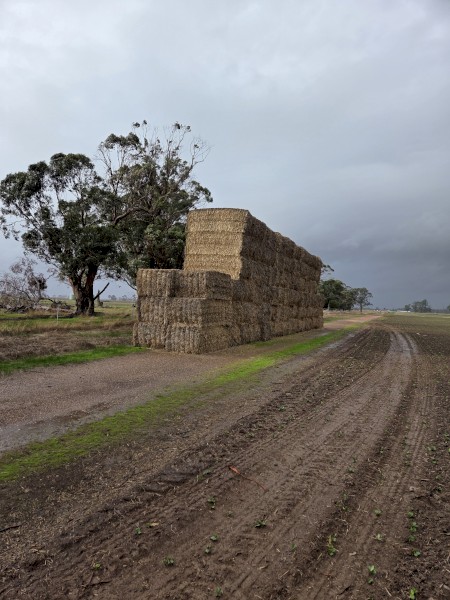 80mt Wheat Clover Hay 8x4x3 Bales
