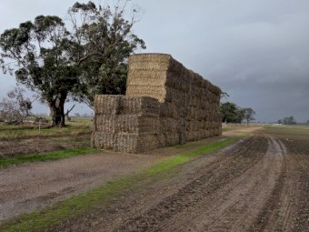 Wheat Clover Hay