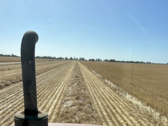Wheaten Straw 8X4X3 Bales