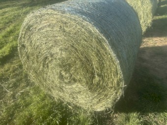 Silage - rounds - Wang/Benalla