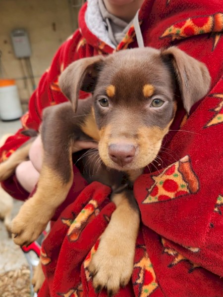 3 Red Kelpie Pups, 2 male 1 female