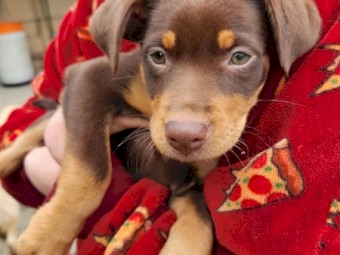 3 Red Kelpie Pups, 2 male 1 female