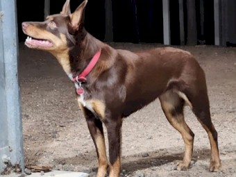 3 Red Kelpie Pups, 2 male 1 female