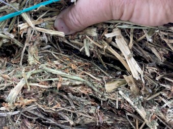 Pure Balansa Clover Hay