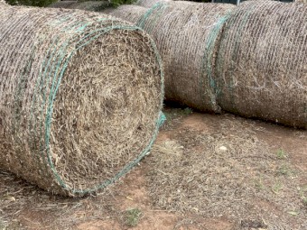Pure Balansa Clover Hay