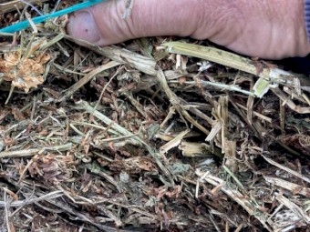 Pure Balansa Clover Hay