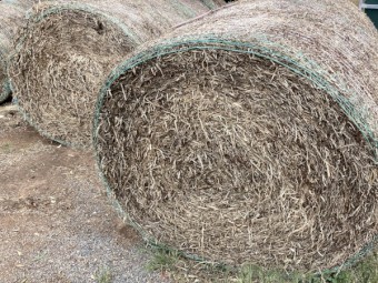 Pure Balansa Clover Hay