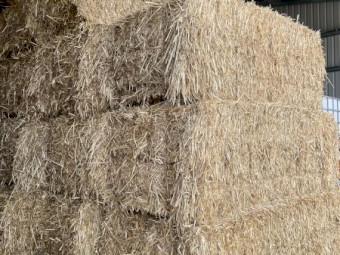 2025 king bale oaten hay